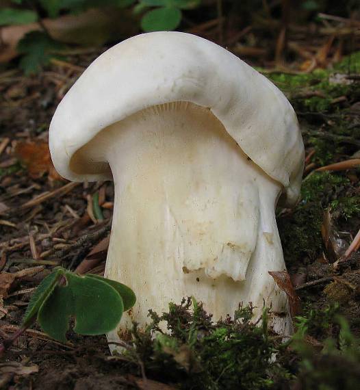 čírovnica májová Calocybe gambosa (Fr.) Donk