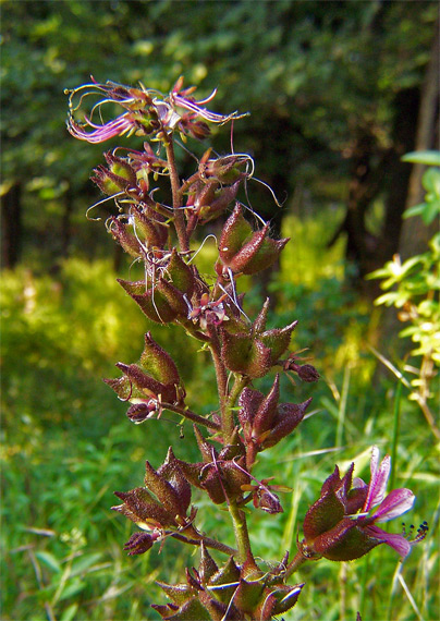 jasenec biely Dictamnus albus L.