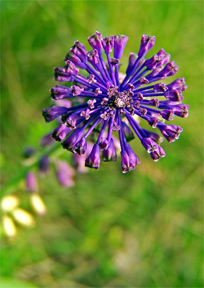 leopoldia chochlatá Leopoldia comosa (L.) Parl.