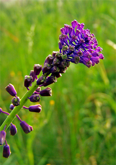 leopoldia chochlatá Leopoldia comosa (L.) Parl.