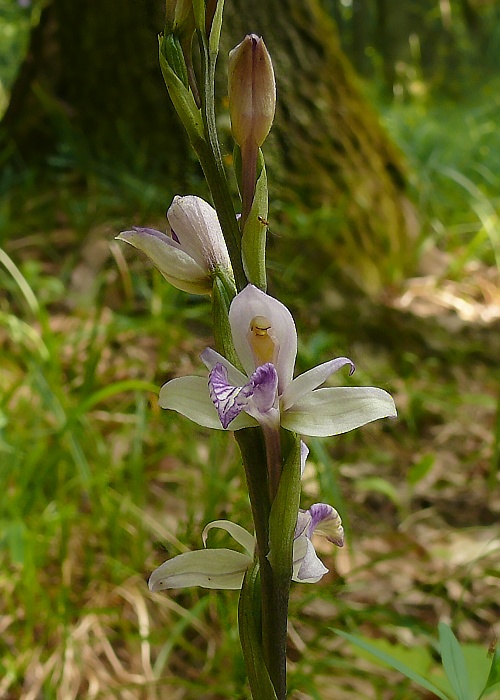 modruška pošvatá Limodorum abortivum (L.) Sw.