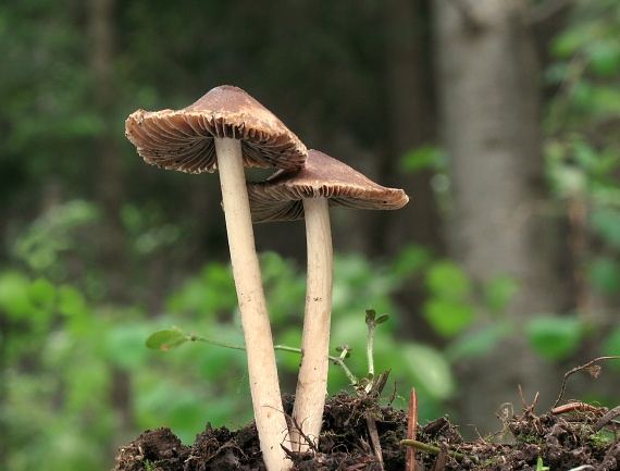 drobuľka Psathyrella sp.