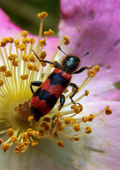 pestroš včelí Trichodes apiarius