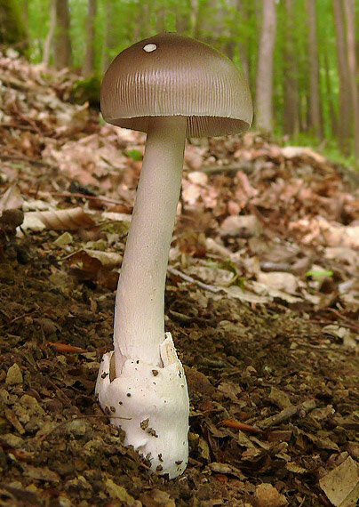 muchotrávka pošvatá Amanita vaginata (Bull.) Lam.