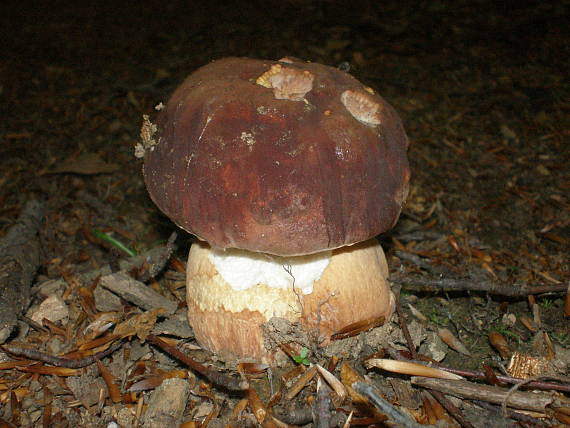 hríb bronzový Boletus aereus Bull. ex Fr.