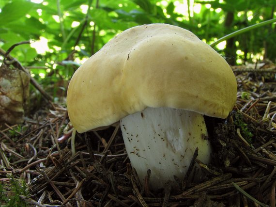 čírovnica májová Calocybe gambosa (Fr.) Donk