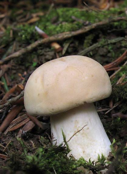 čírovnica májová. Calocybe gambosa (Fr.) Donk