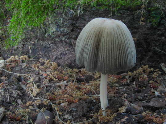 hnojník Coprinus sp.