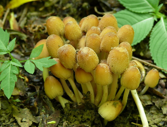 hnojník Coprinus sp.