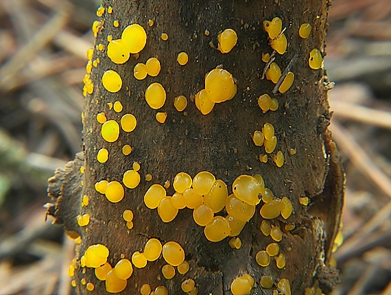 slzovec Dacrymyces sp.