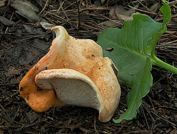 rýdzik pravý a Peckiella lateritia Lactarius deliciosus , Peckiella lateritia