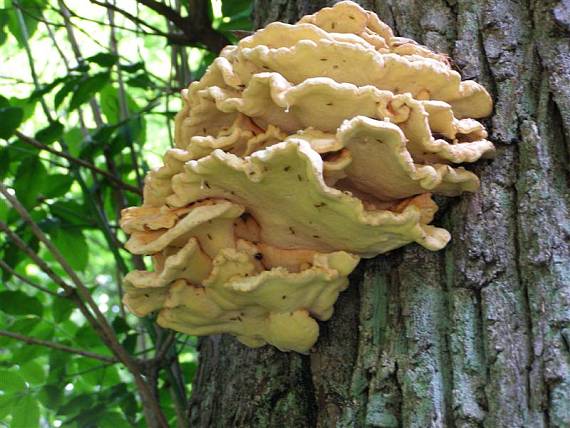 chorošovec sírový/Sírovec žlutooranžový Laetiporus sulphureus (Bull.) Murrill