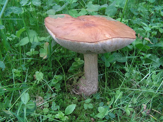 kozák brezový Leccinum scabrum (Bull.) Gray