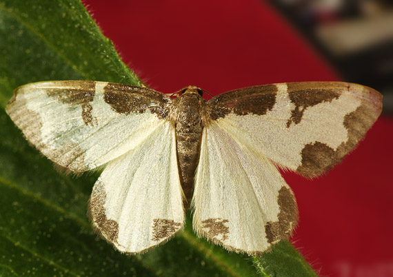 piadivka liesková Lomaspilis marginata