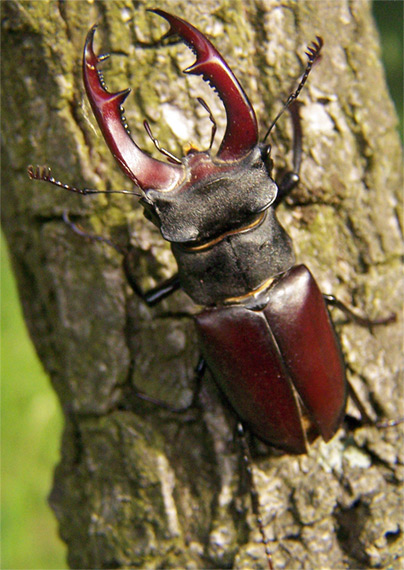 roháč obyčajný Lucanus cervus