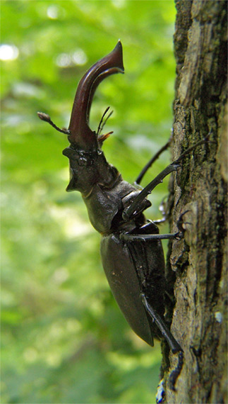 roháč obyčajný Lucanus cervus