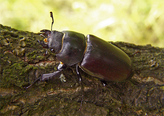 roháč obyčajný Lucanus cervus