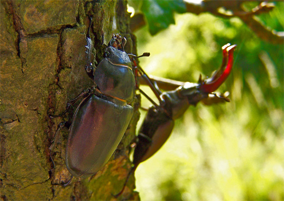 roháč obyčajný Lucanus cervus