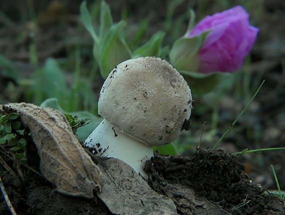 bedľa Macrolepiota sp.