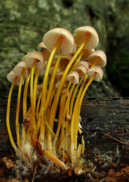 prilbička žltohlúbiková Mycena renati Quél.