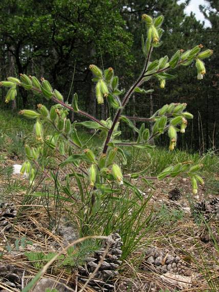 rumenica visianiho Onosma visianii Clementi