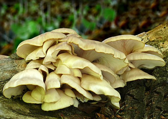 hliva buková Pleurotus pulmonarius (Fr.) Quél.