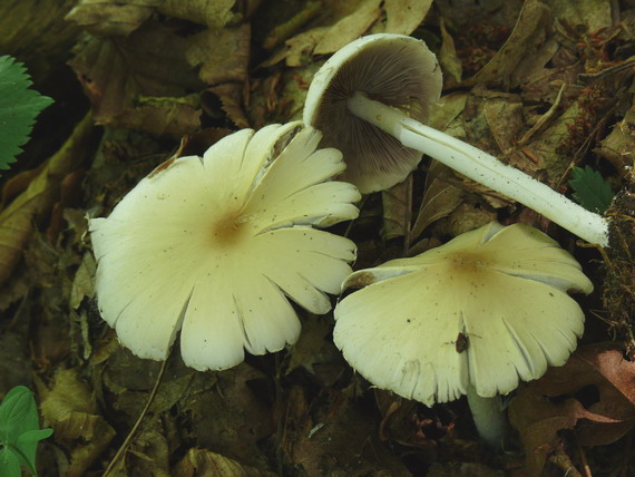 drobuľka Psathyrella sp.