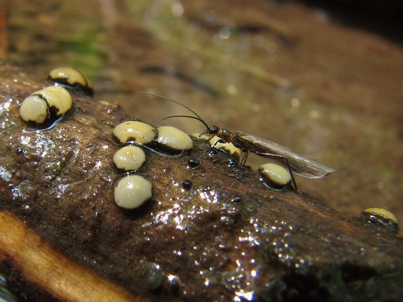 mihavka odfarbená Vibrissea decolorans (Saut.) A. Sánchez & Korf