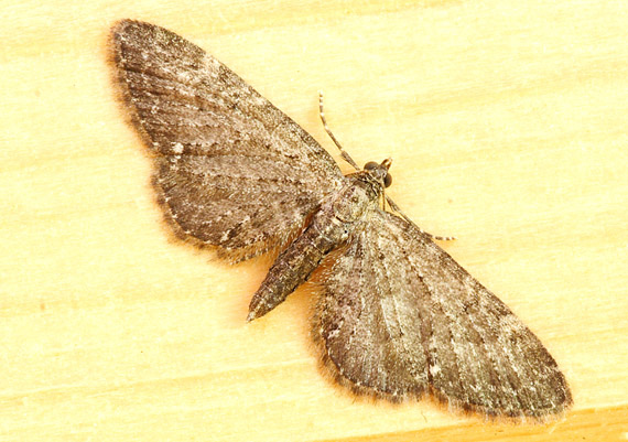 kvetnatka Eupithecia sp.