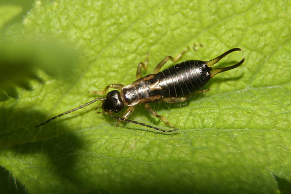 ucholak Forficula auricularia