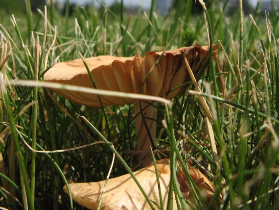 tanečnica poľná Marasmius oreades (Bolton) Fr.