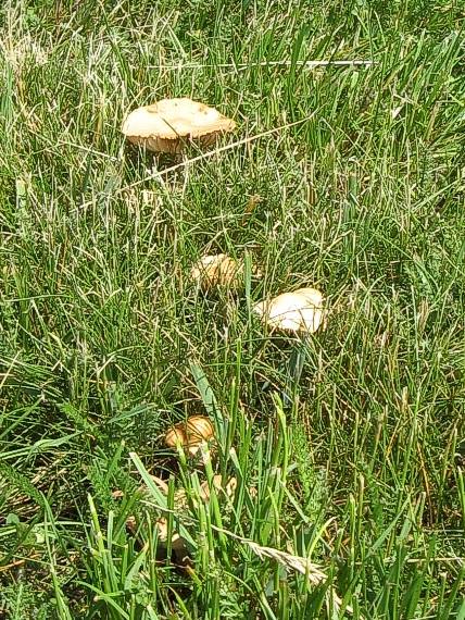 tanečnica poľná Marasmius oreades (Bolton) Fr.