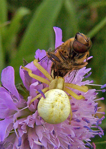 kvetárik dvojtvarý Misumena vatia