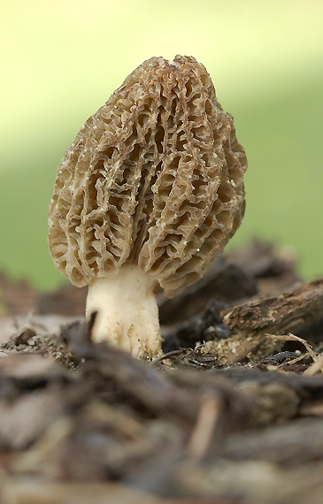 smrčok Morchella sp.