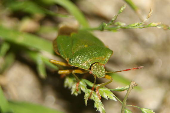 bzdocha - Heteroptera Palomena Viridissima