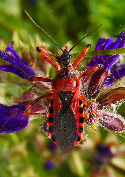 zákernica červená Rhinocoris iracundus