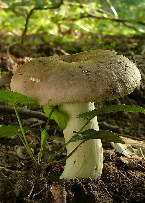 plávka strakatá Russula grisea Fr.