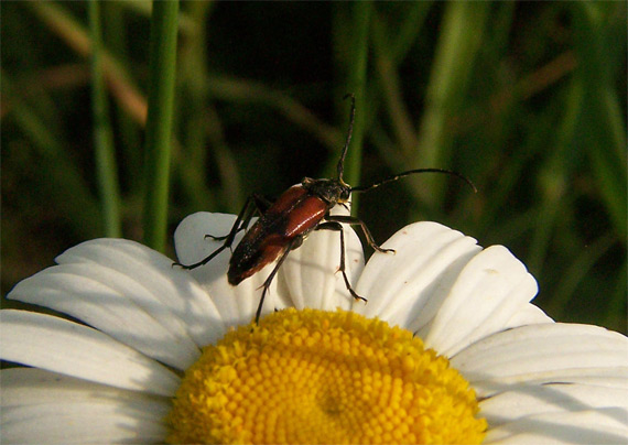 fúzač Stenurella (Strangalia) bifasciata