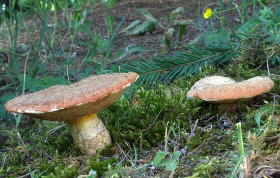 masliak douglaskový Suillus lakei (Murrill) A.H. Sm. & Thiers