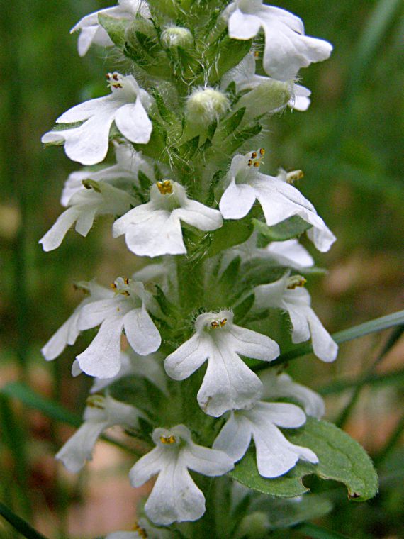 zbehovec plazivý Ajuga reptans L.