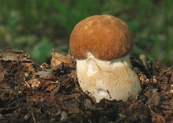 hríb Dubový Boletus reticulatus Schaeff.