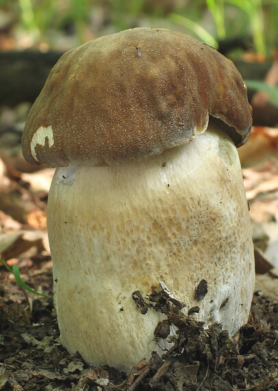 hríb Dubový Boletus reticulatus Schaeff.