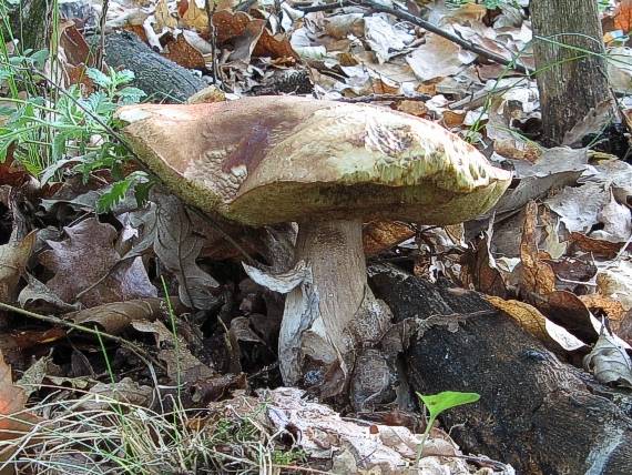 najväčší z trojice Boletus reticulatus Schaeff.