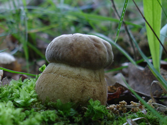 hríb dubový Boletus reticulatus Schaeff.