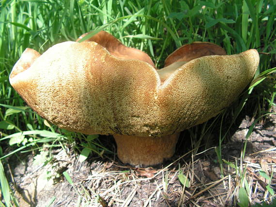 hríb dubový Boletus reticulatus Schaeff.