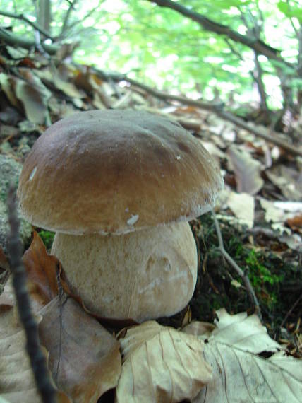 hríb dubový Boletus reticulatus Schaeff.