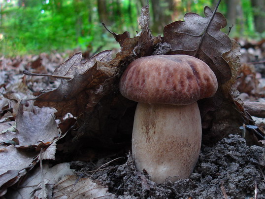 hríb Boletus sp.