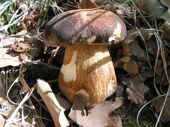 hríb Boletus sp.