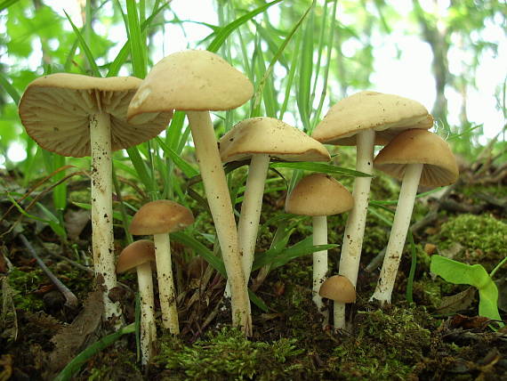 tanečnica poľná Marasmius oreades (Bolton) Fr.