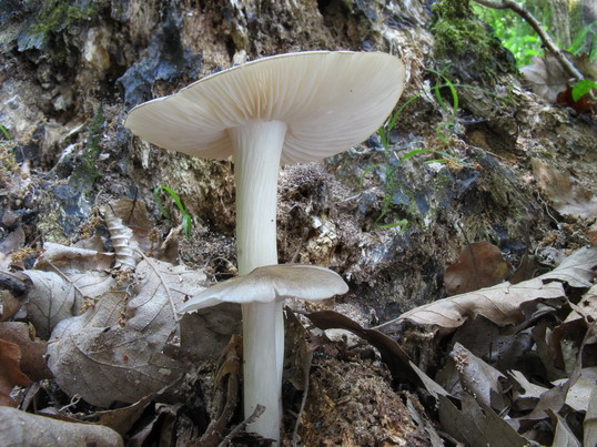 štítovka Pluteus sp. ?